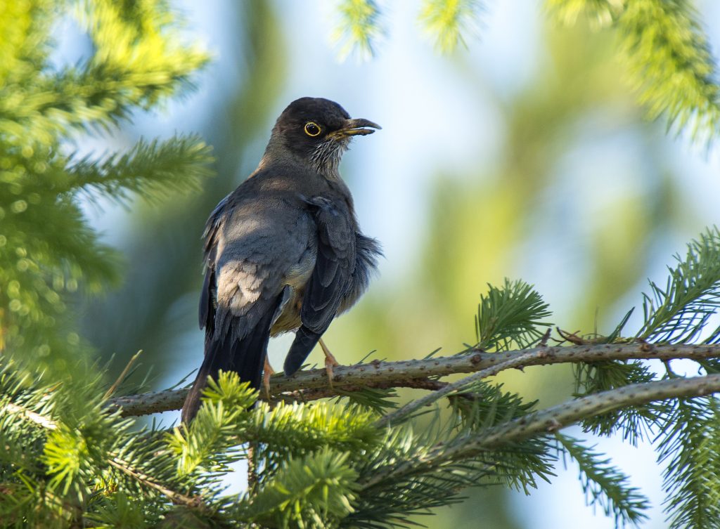 Austral Thrush Passerine Owen Deutsch Photography