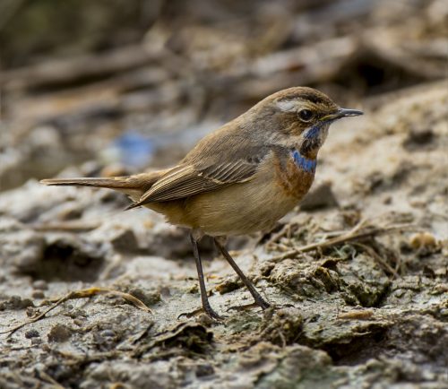 Bluethroat Passerine Bird Photography