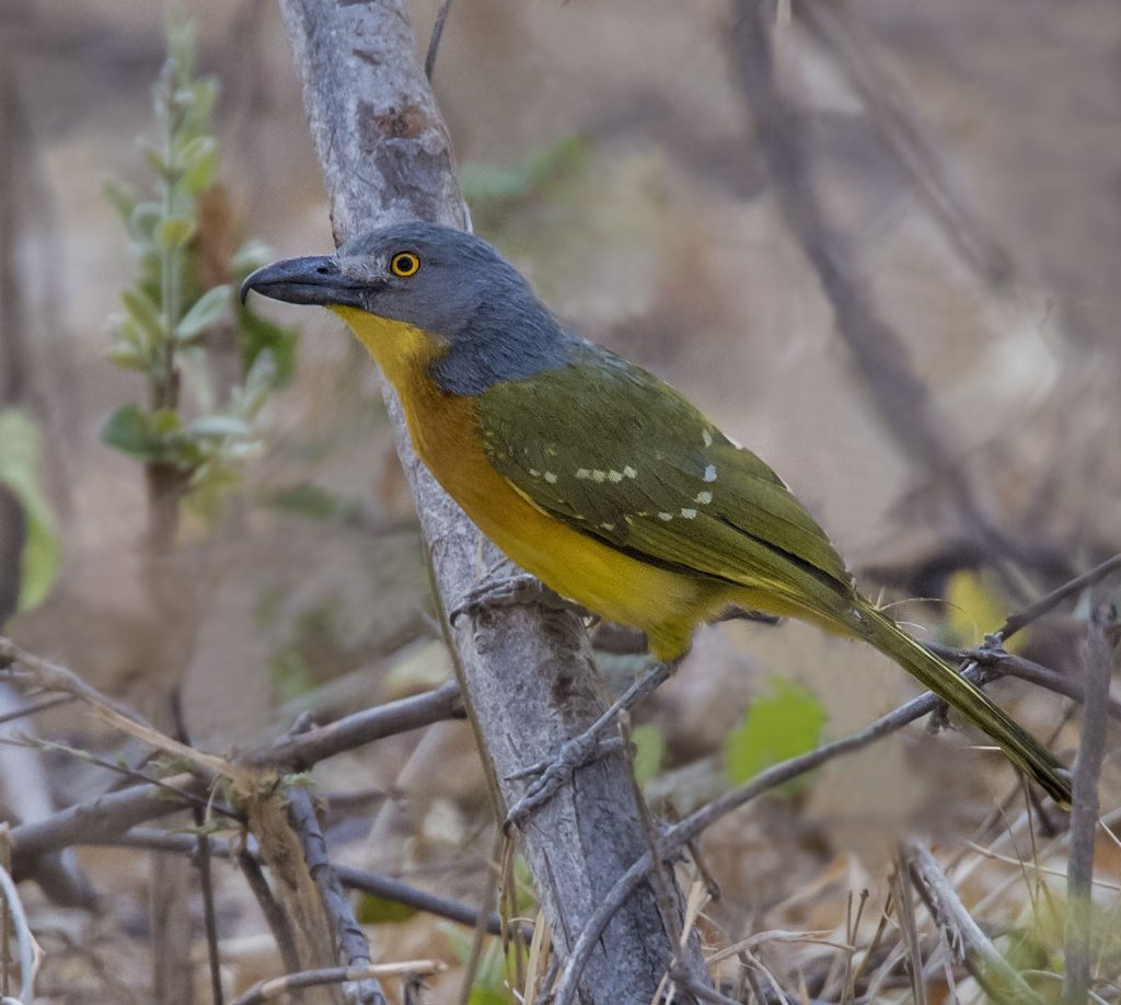 Grey Headed Bushshrike Owen Deutsch Photography