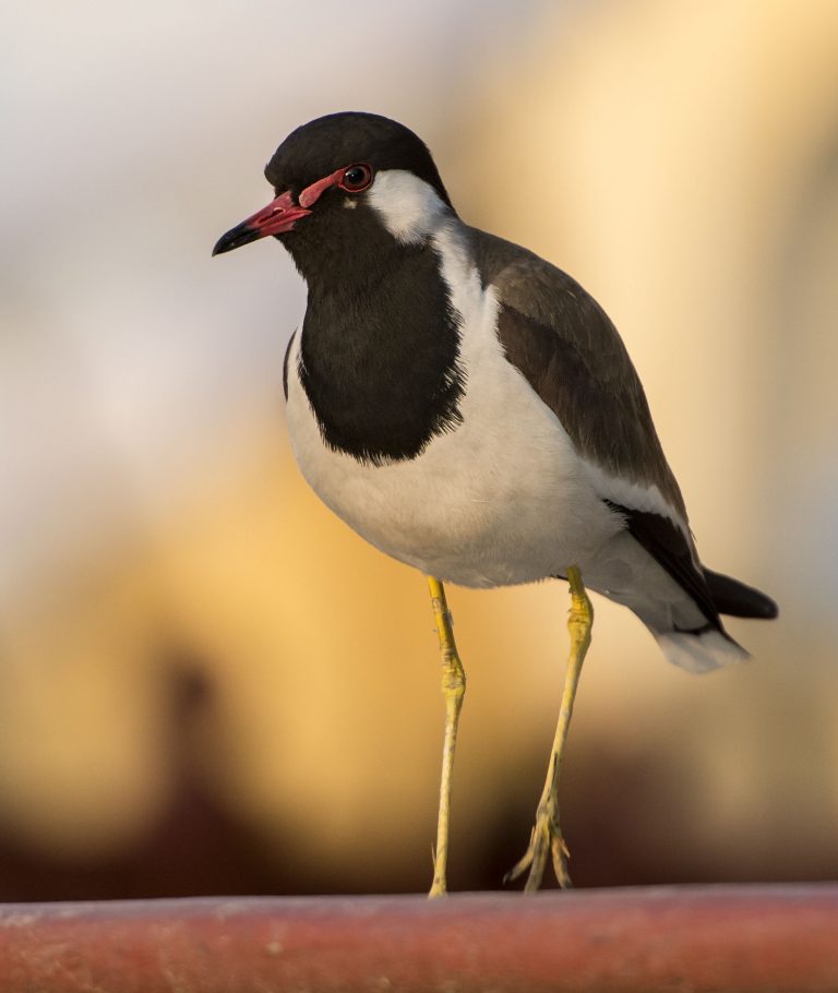 Red Wattled Lapwing Owen Deutsch Photography