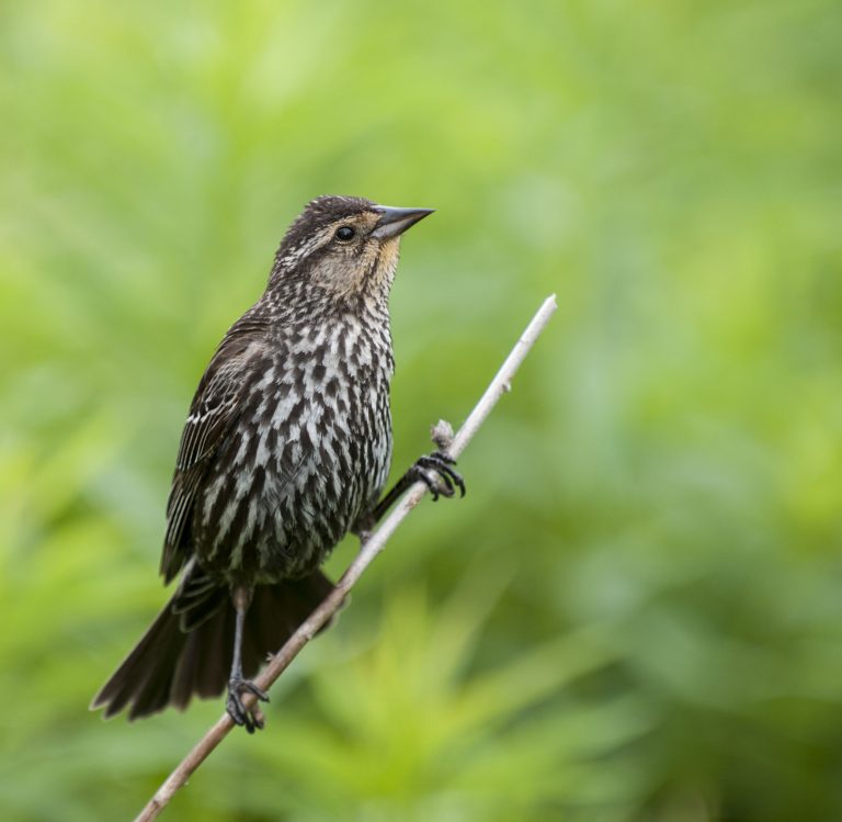 Red Winged Blackbird Owen Deutsch Photography