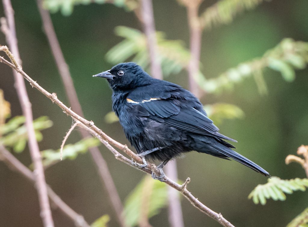 Tawny Shouldered Blackbird Owen Deutsch Photography