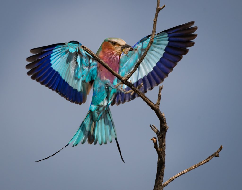 Lilac Breasted Roller Owen Deutsch Photography