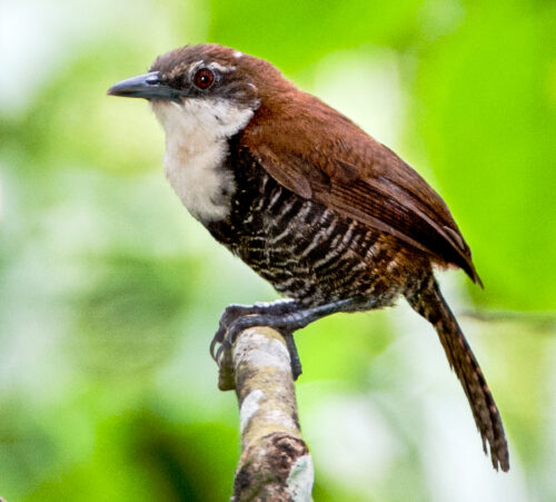 Black Bellied Wren Passerine Owen Deutsch Photography