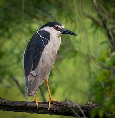 Black Crowned Night Heron Bird Watching Bird