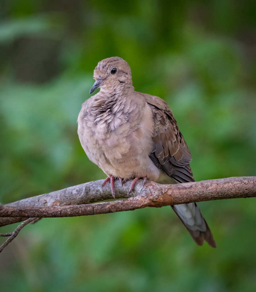 Common Ground Dove Owen Deutsch Photography