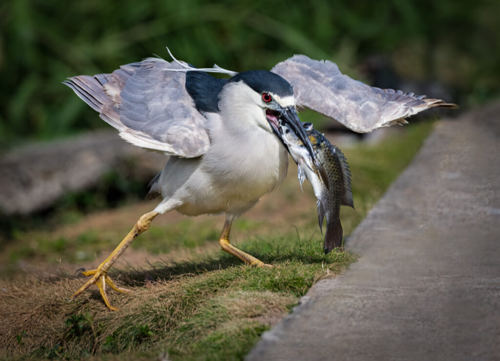 Black Crowned Night Heron Owen Deutsch Photography Bird