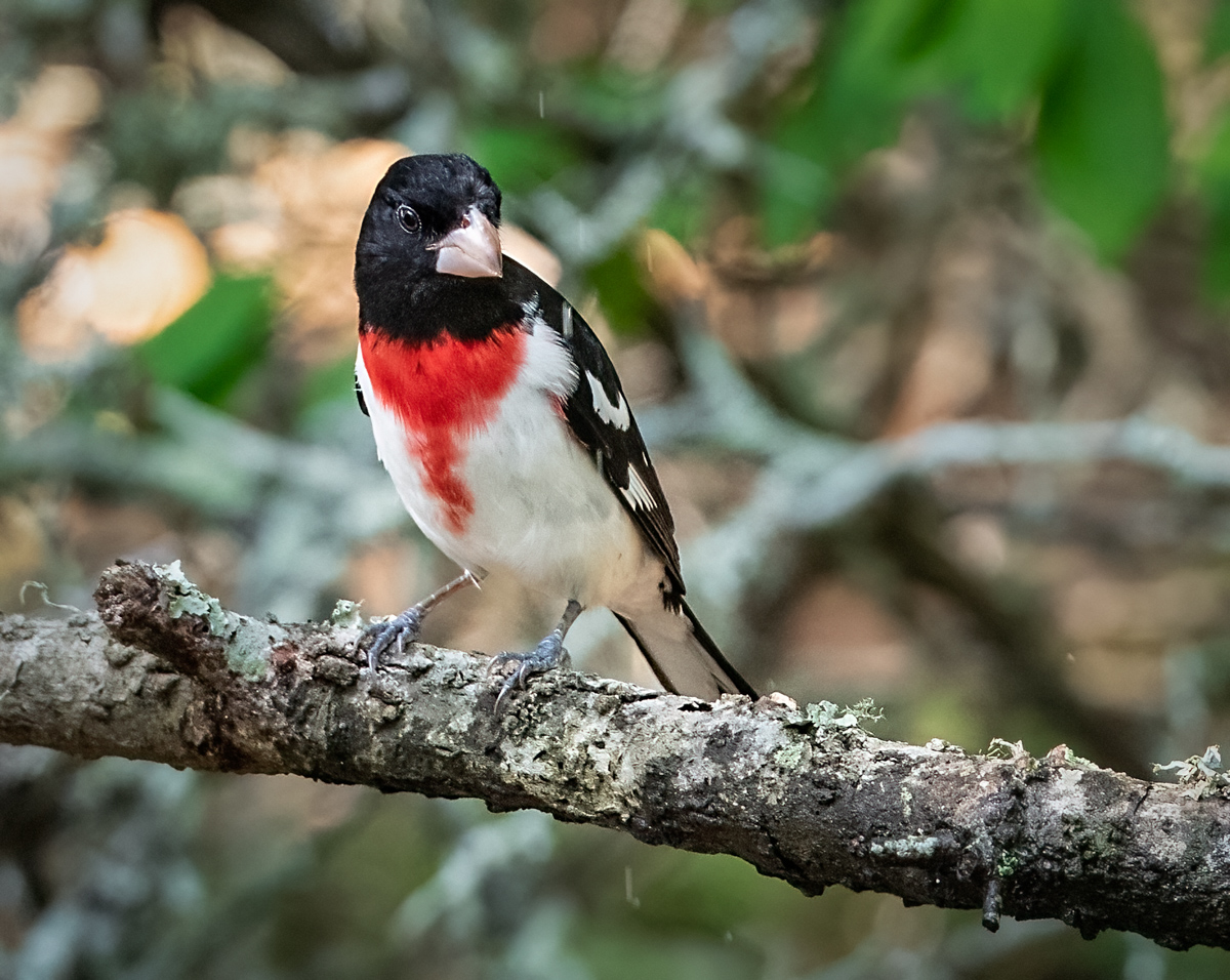 Rose Breasted Grosbeak Owen Deutsch Photography