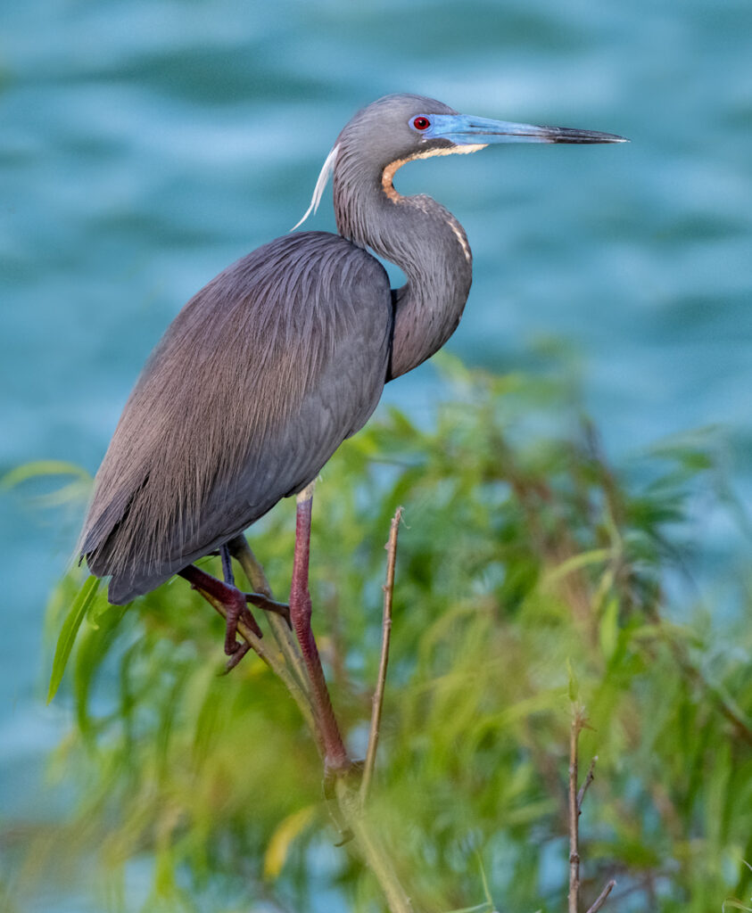 Tricolored Heron Owen Deutsch Photography