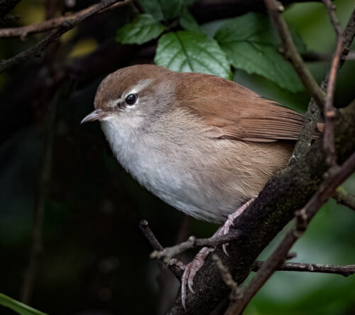 Cetti S Warbler Owen Deutsch Photography