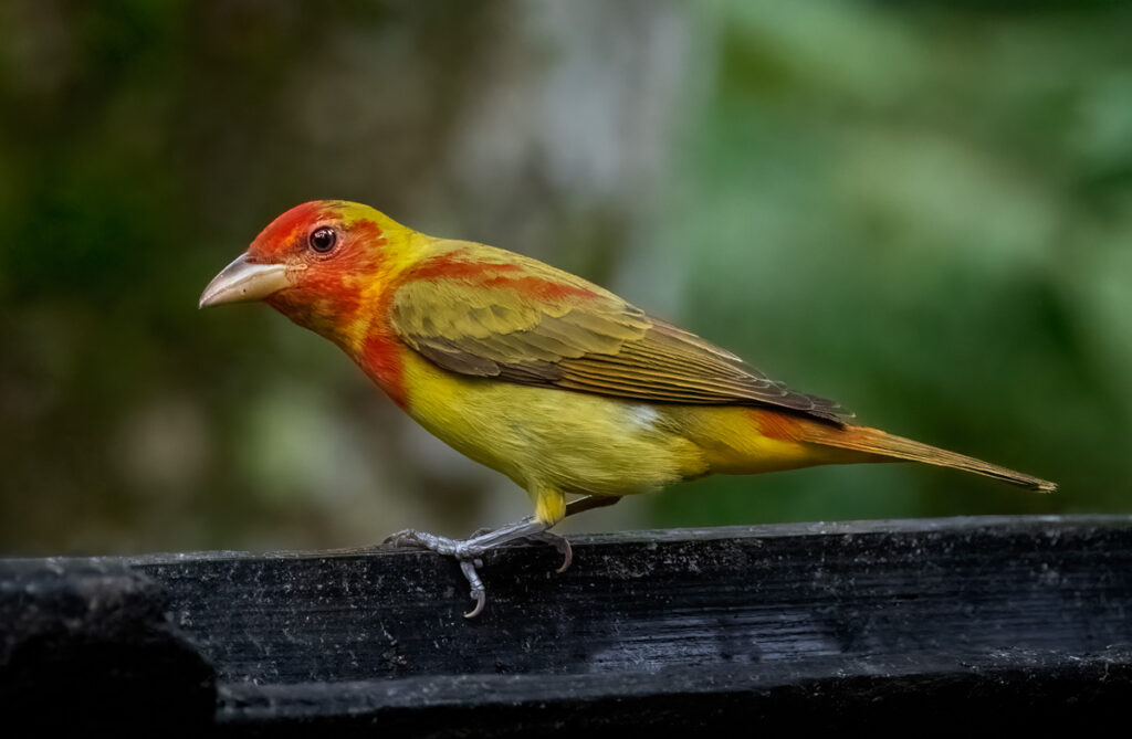 Summer Tanager Owen Deutsch Photography