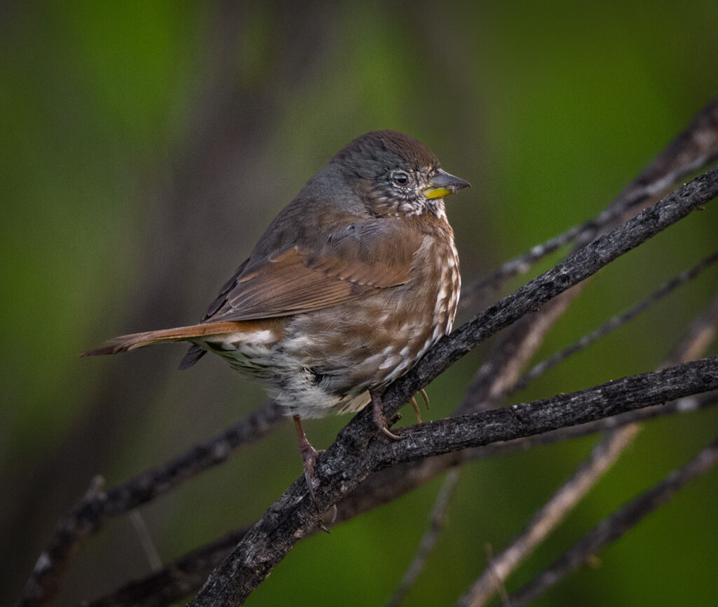 Sooty Fox Sparrow Owen Deutsch Photography