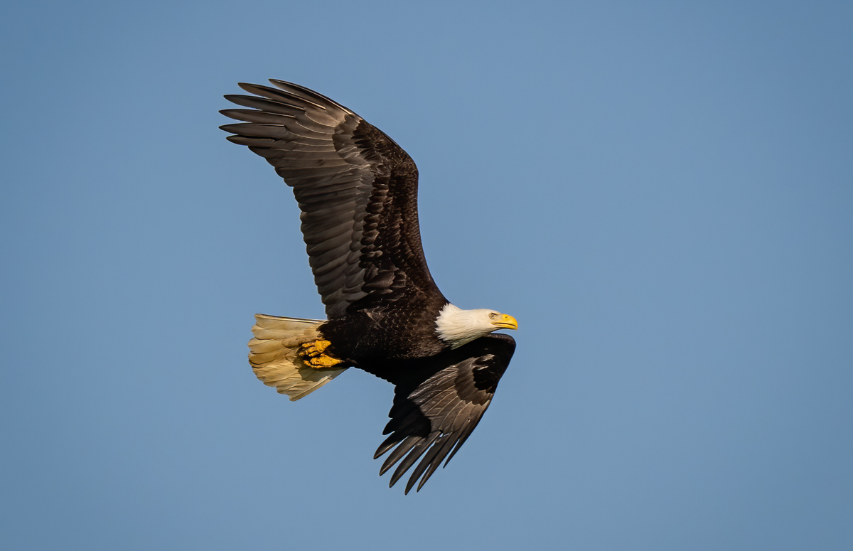 Bald Eagle Ornithologist Nature Photographer