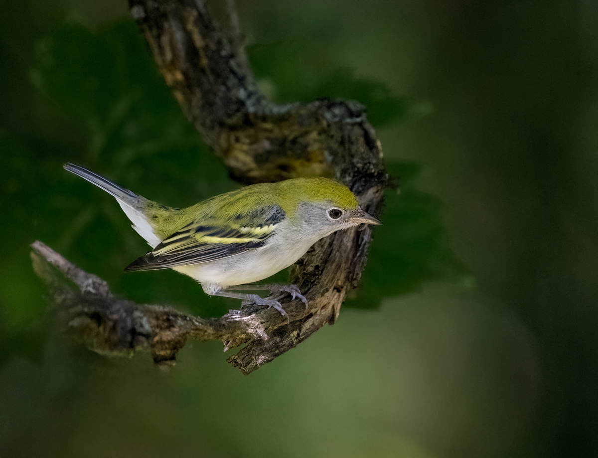 Chestnut Sided Warbler Owen Deutsch Photography