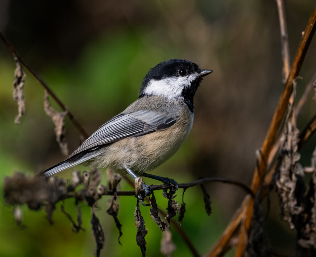 Black Capped Chickadee Passerine Chicago Photography