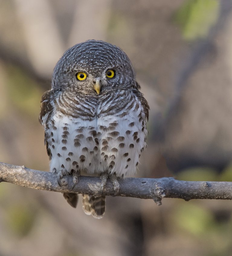 African Barred Owlet Owls Owen Deutsch Photography
