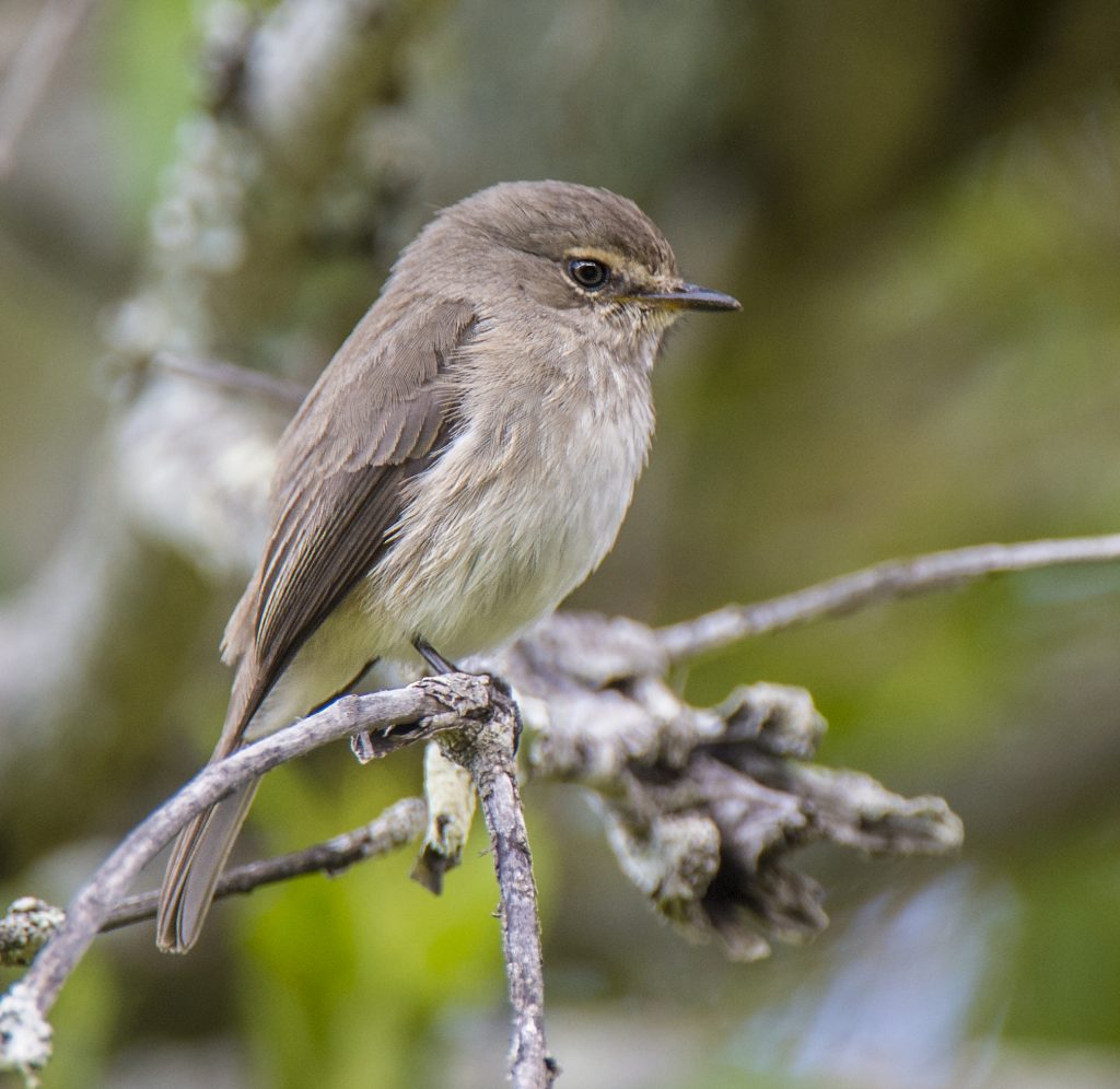 African Dusky Flycatcher | Passerine | Singing Birds