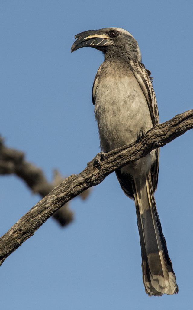 African Grey Hornbill | Ornithology | Bird Call