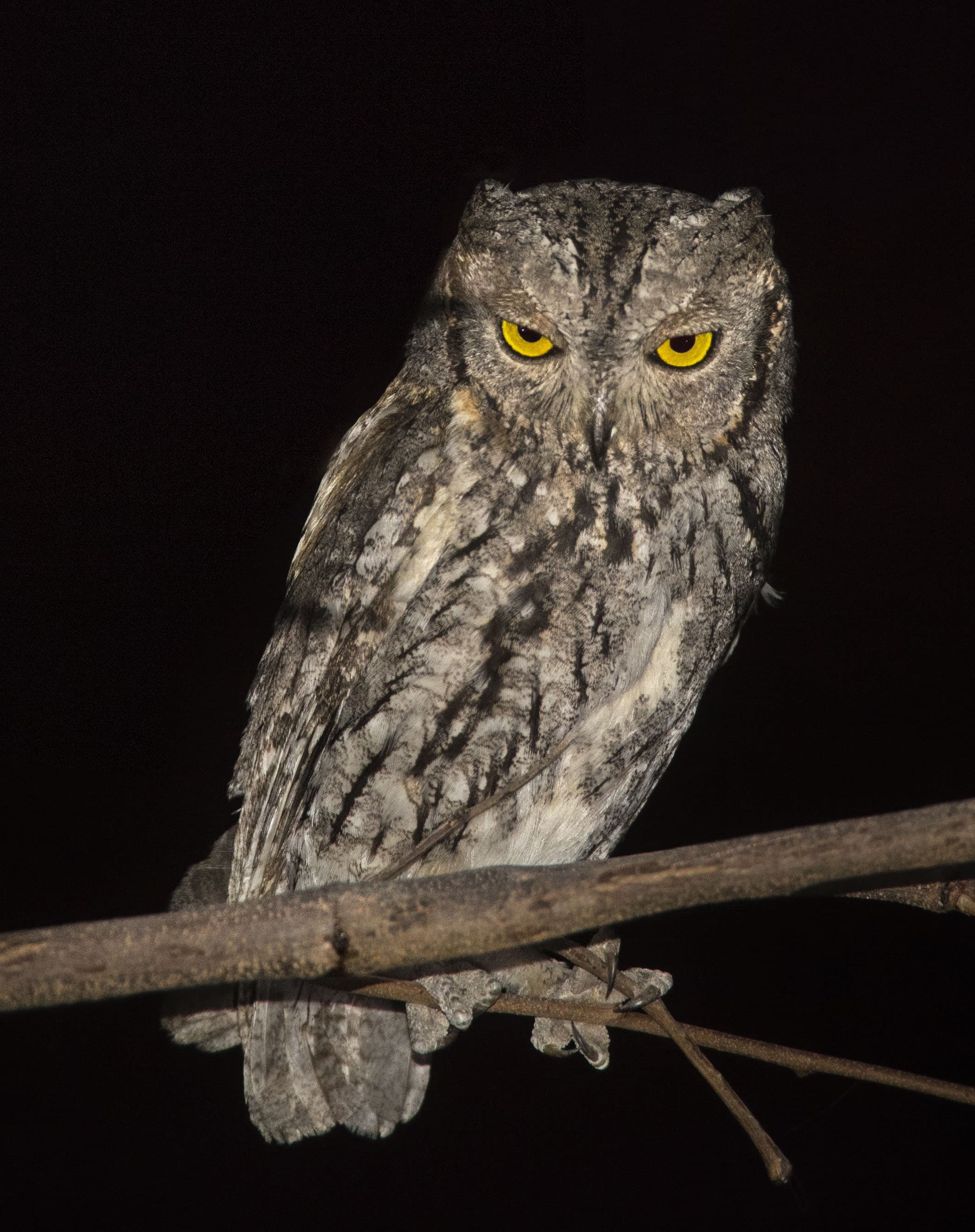 African Scops Owl | Type of Owl | Birds of Prey