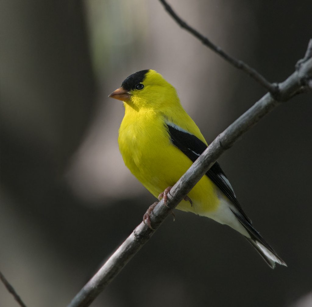 American Goldfinch | Flying Bird | Professional Photography