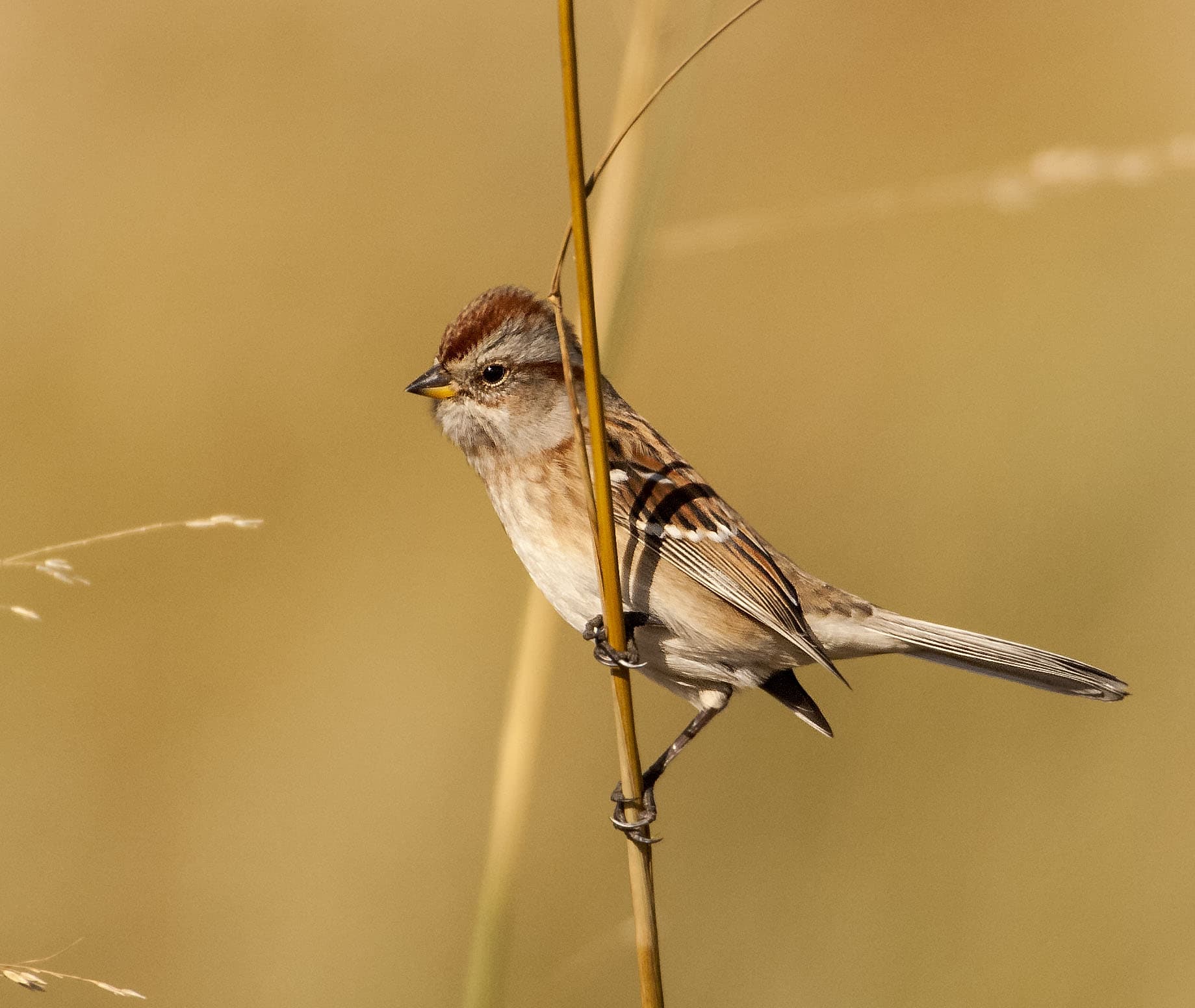 American Tree Sparrow | Passerine | Magic Hedge