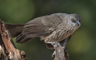 Arrow-marked Babbler