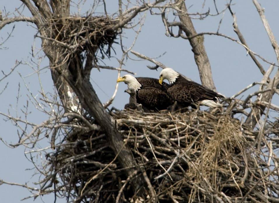 Bald Eagle | Birds of Prey | Ornithology | Bird | Best Wildlife Photography