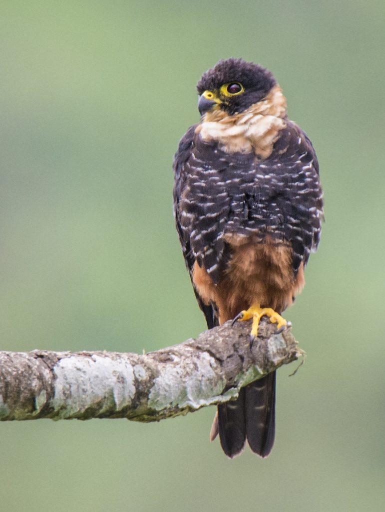 Bat Falcon Birds of Prey Owen Deutsch Photography