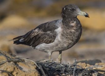 Belcher's Gull