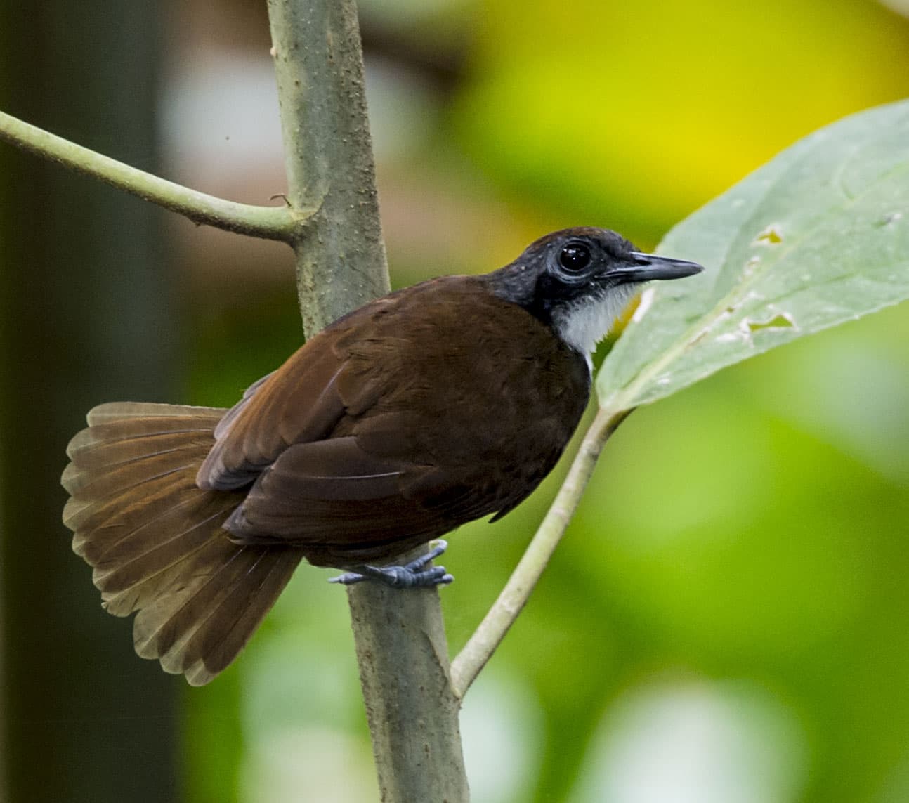 Bicolored Antbird - Owen Deutsch Photography