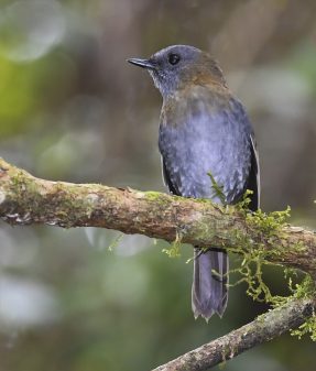 Black-billed Nightingale-thrush