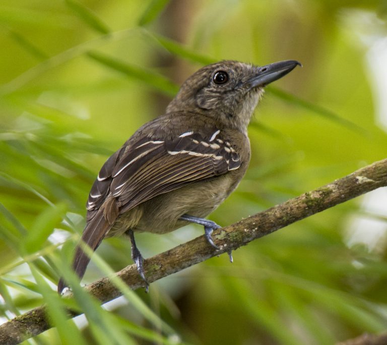 Black-crowned Antshrike | Birding | Bird Song