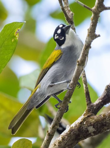 Black-crowned Palm Tanager | Passerine | Bird