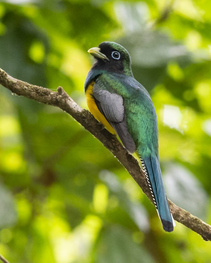 Black-throated Trogon - Owen Deutsch Photography