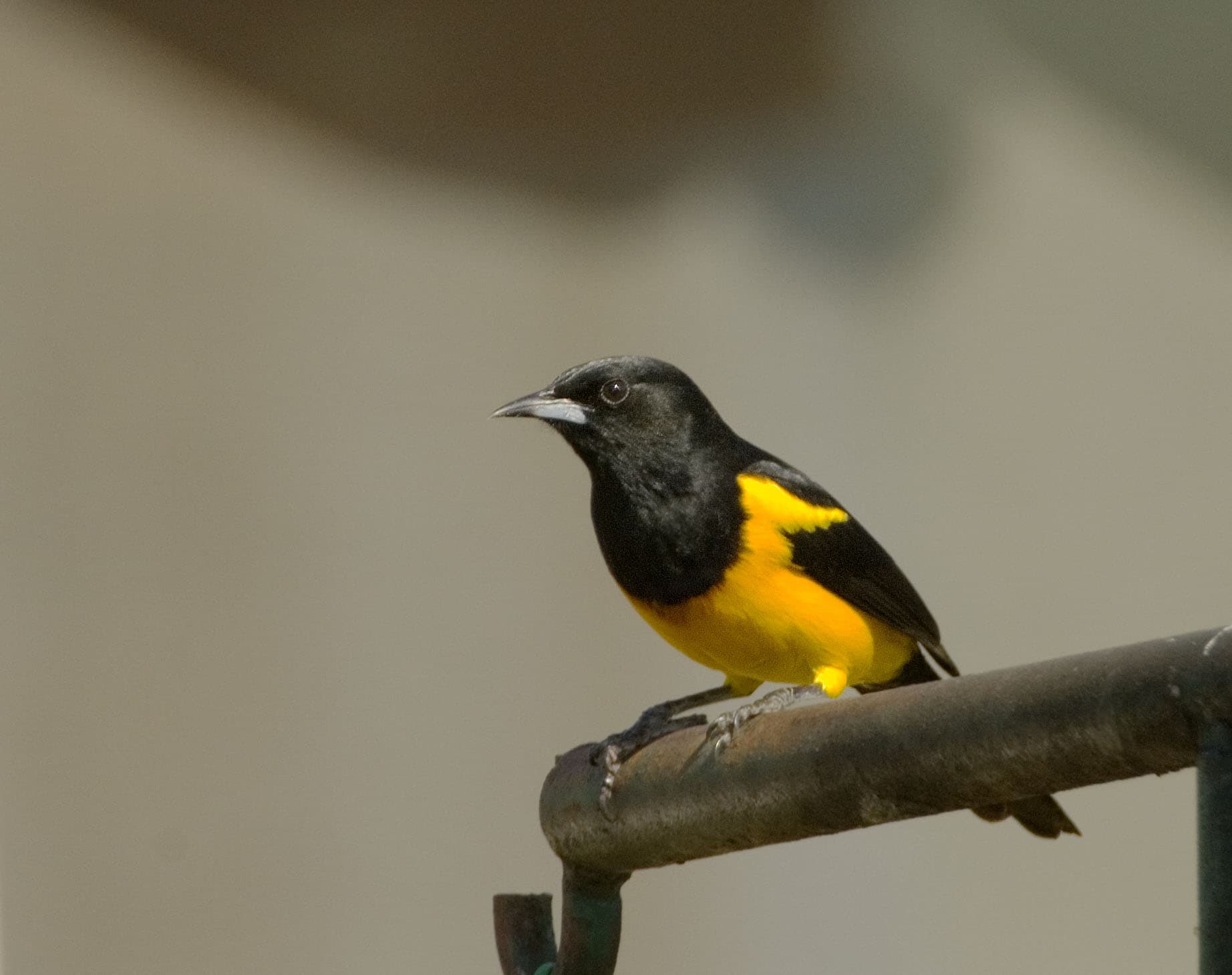 Black-Vented Oriole - Owen Deutsch Photography