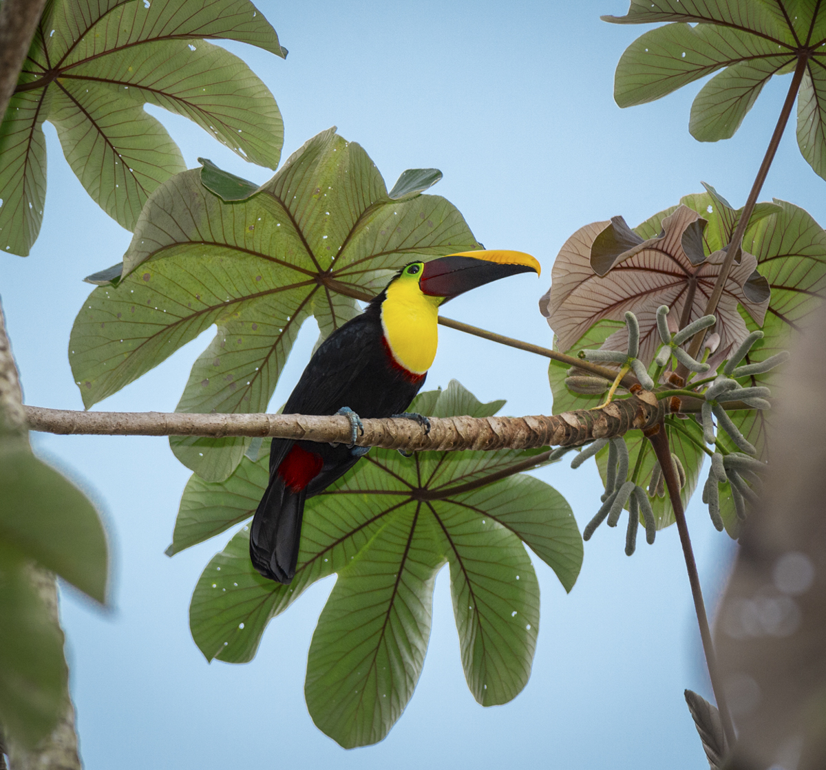 Black-mandibled Toucan