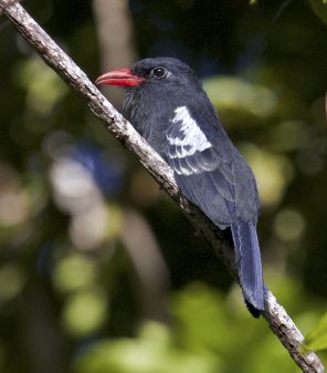 Black Nunbird