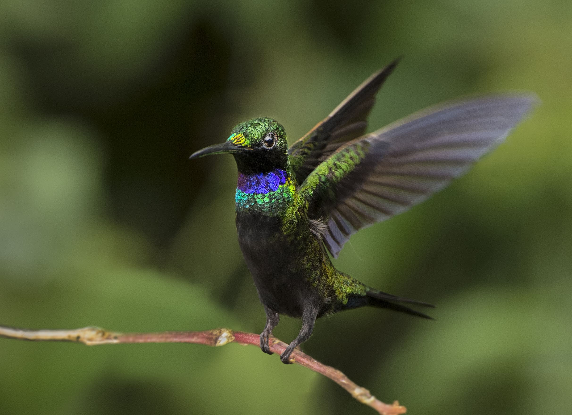 Black-throated Brilliant - Owen Deutsch Photography