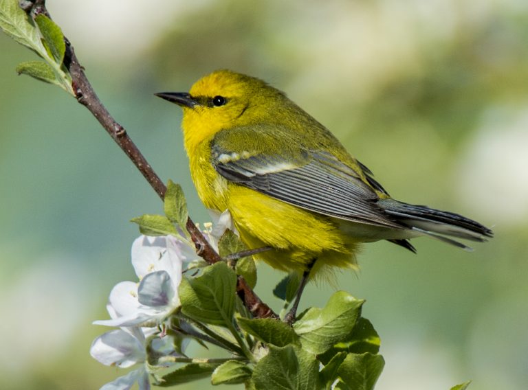 Blue-winged Warbler - Owen Deutsch Photography