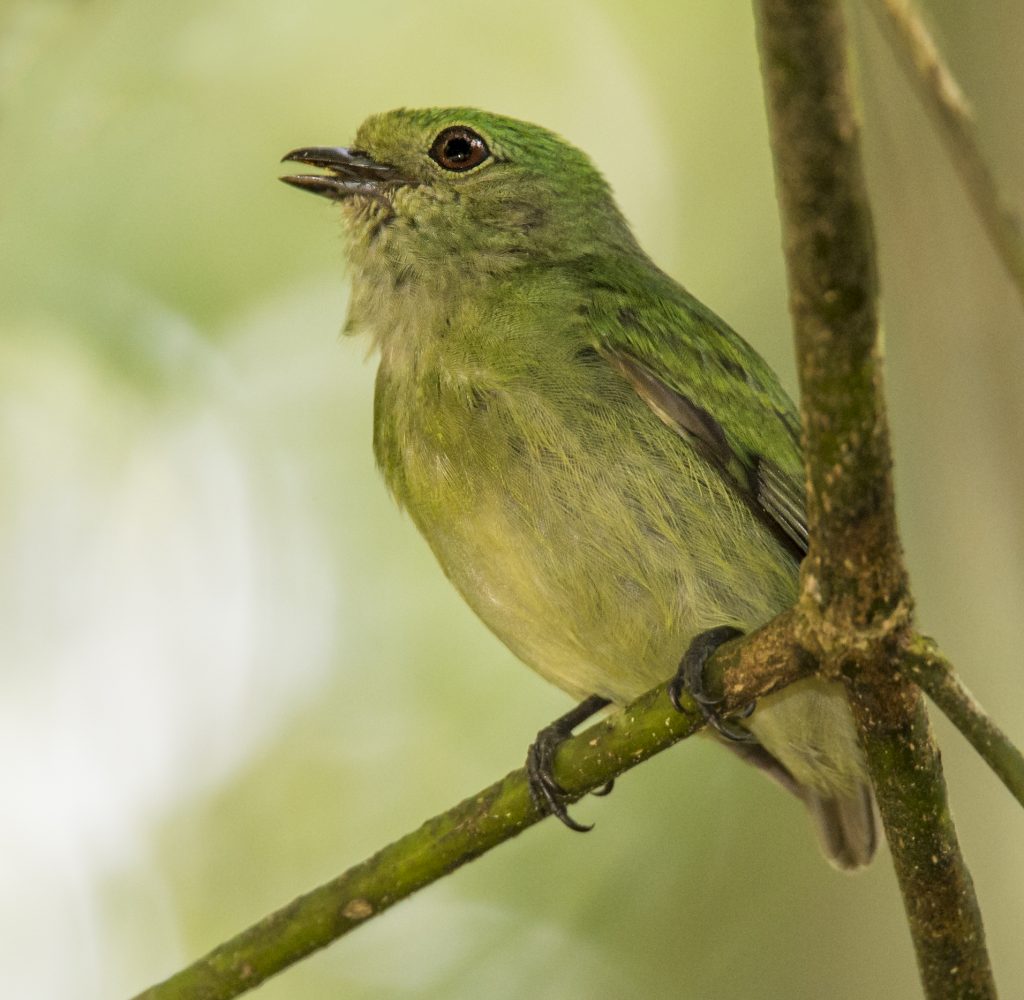 Blue-crowned Manakin | Panama | Passerine