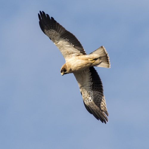 Booted Eagle | Birds of Prey | Hawks