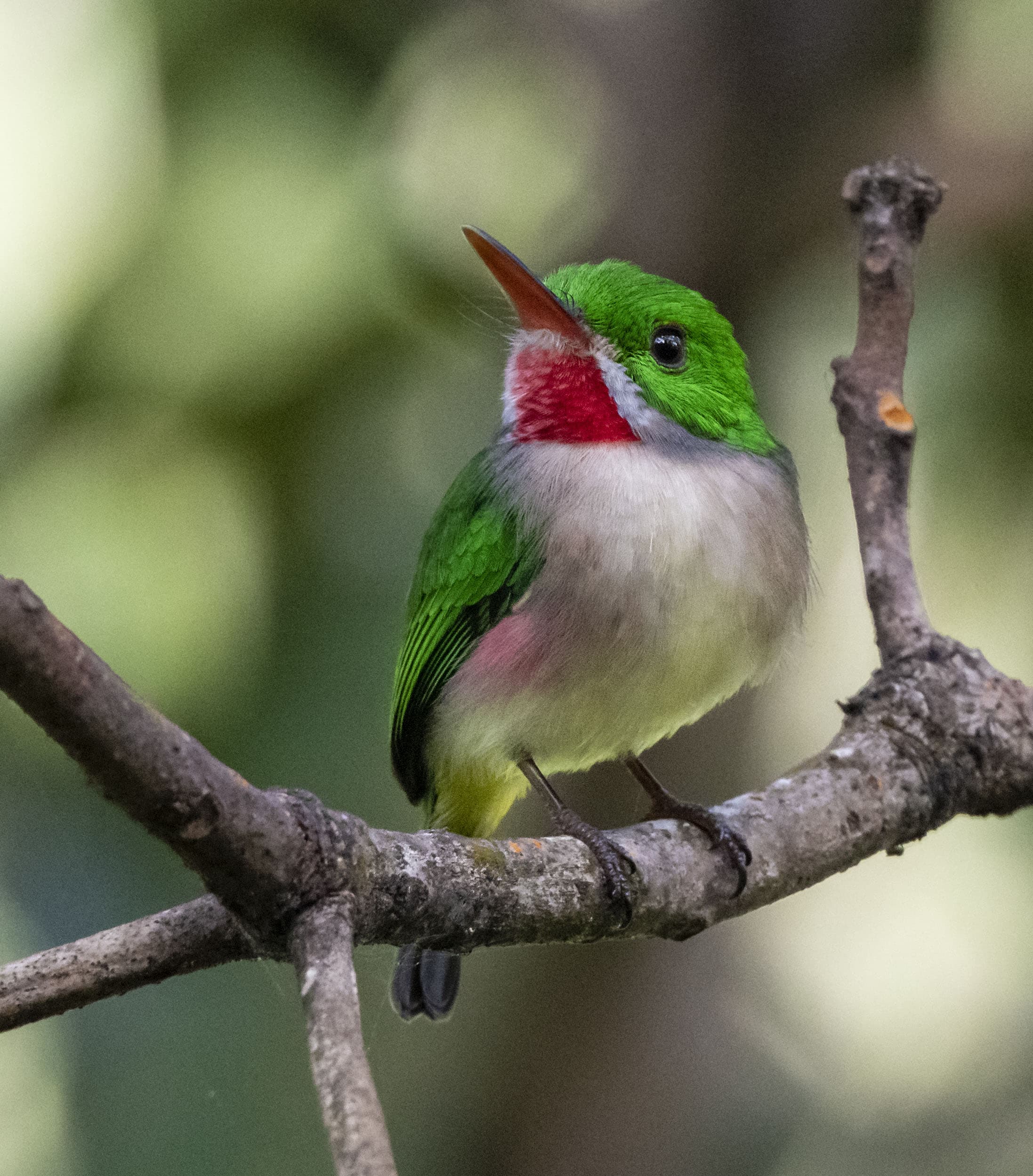 Broad-billed Tody