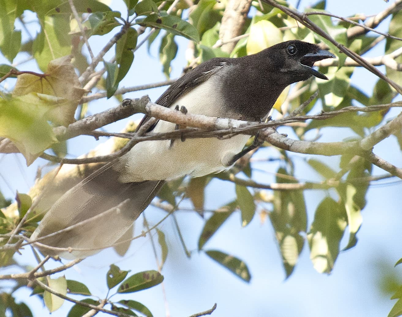 Brown Jay | North American Birds | Nature Photographer