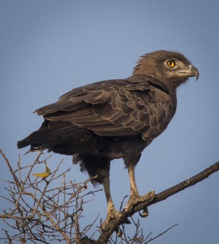 Brown Snake Eagle | African Birds | Botswana