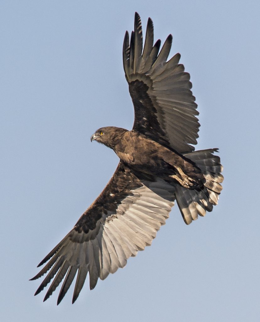 Brown Snake Eagle | Wildlife Photography | Kenya