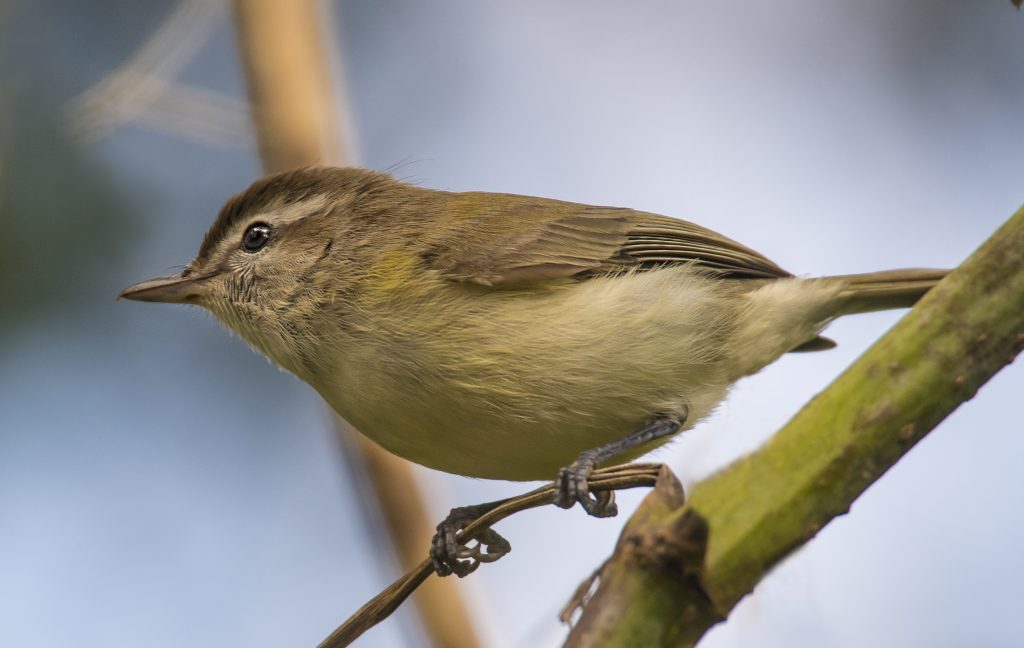 Brown-capped Vireo | Panama | Birding