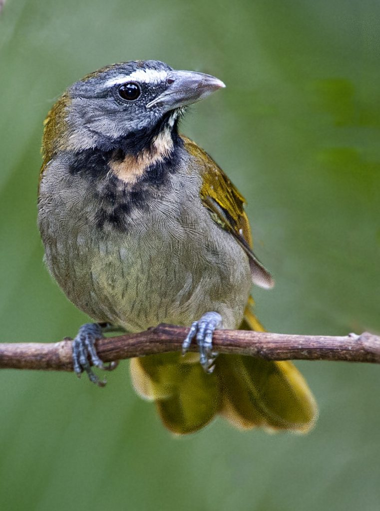 Buff-throated Saltator - Owen Deutsch Photography