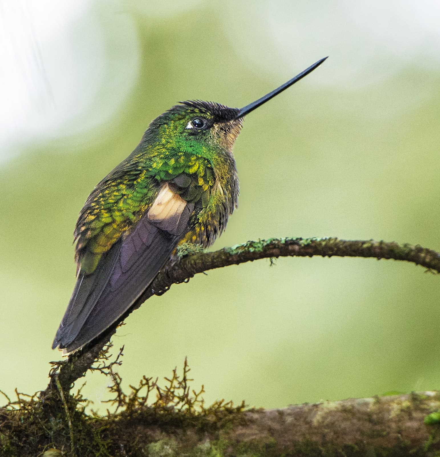 Buff-winged Starfrontlet