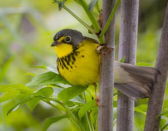 Canada Warbler