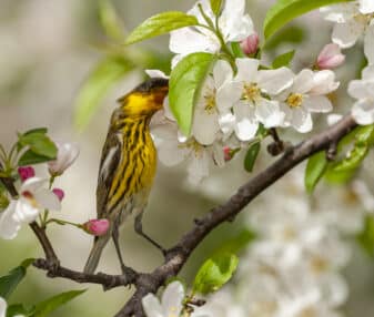 Cape May Warbler